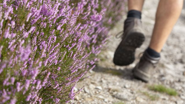 National Trust Walks