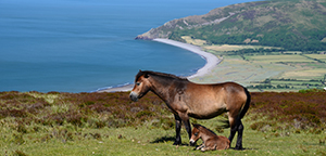 Exmoor National Park