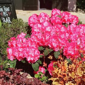 Rhododendrons at their finest on this glorious Sunday morning 🌺🌺🌺