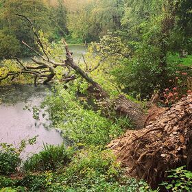 Woke up to this sad sight this morning... our centuries old oak tree succumbed to the high winds and rain last night. Such a majestic tree, so sad it won’t be here anymore 😢